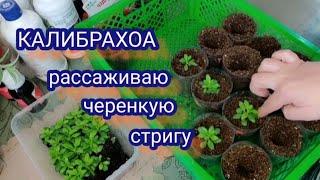 Калибрахоа. Рассаживаю укоренённые черенки. Стригу и укореняю черенки.