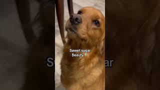 Sweet Sugar Beauty #lemonhead #sweetsugarbeauty #cutie #goldenretriever #viral #viralshort