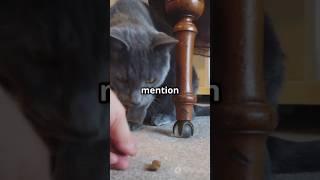 #CAT #FEEDER GET YOURS BEFORE IT RUNS OUT #pets #deals #shorts #fyp #dog #dogfeeder #foryoupage️️