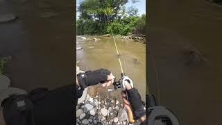 Joran Seasir Silent Stream & Reel BC Seasir M1 #shorts #shortsvideo #shortsfeed #seasirm1