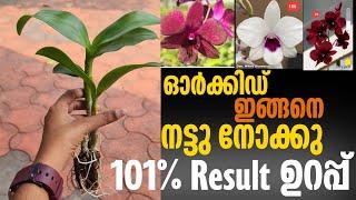 Dendrobium seedlings poting & caring correct method || Dendrobium combo offer ||