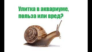 Улитки В Аквариуме, Польза Или Вред & Как избавиться От Улиток В Аквариуме.  Ветклиника Био-Вет