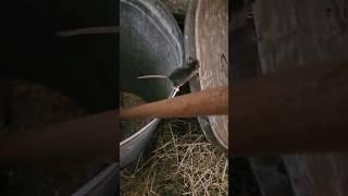 Rescuing mice from the grain bin again.  #farmlife #cute #funnyanimals