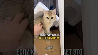 Если кот разрешает это- ты его любимчик #cat #котенок #кошки #catlover #кот