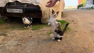 The stray cat that spends as much time as possible with her shy friend, Black Nose.