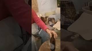 #trending #shortvideo #viral #dog #my lovely koper