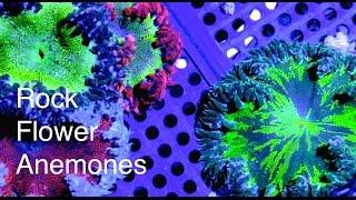 Fincasters Episode 59 Keeping Rock Anemones
