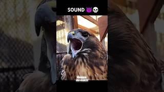 #sound#birdslover #viralvideo #viralshorts #allindia #humor #funny #whistle #comedy  #music #song