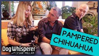 Howie Mandel Terrorised By Chihuahua From Hell! | Dog Whisperer With Cesar Millan