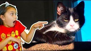 ХРАБРЫЕ КОТЫ и СОБАКИ! ЛУЧШИЙ НЕ ЗАСМЕЙСЯ ЧЕЛЛЕНДЖ! Funny Cats Попробуй не засмеяться Валеришка