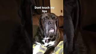 lips#lick#mastiff#bull#chops#drool#huge#big#saggy#dog#touch#love