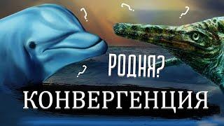 Ихтиозавр и дельфин родственные виды? | Конвергенция