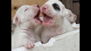 dogo argentino