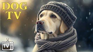 DOG TV: Video Endless Entertainment for Dogs This Coming Winter - Anti Anxiety Music for Lonely Dog