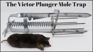 How To Trap Moles With the Victor Plunger Mole Trap.  Mousetrap Monday