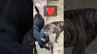 Goat and dog friendship#love #ytshorts #animal #pets #nature #trending