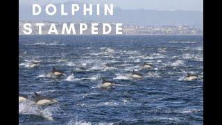 Dolphin Stampede with Dana Wharf Whale Watching