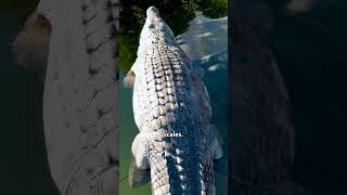 How African Tribes Practice Crocodile Scarification?