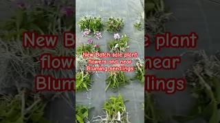 New Batch Arrived #orchidnursery #dendrobium #najisworld