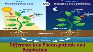 Difference between photosynthesis and respiration | photosynthesis |  Respiration | Learning hints
