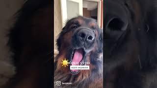 Доброе утро ️ #творидобро #леонбергер #алабай #собакакусака #лакомствадлясобак #одеждадлясобак