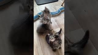 Geralt, Gwen, Genowefa, Gloria️ #mainecoonkittens #catshorts #catvideos #kittens #cutecat #cats