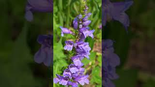 Steppe Garden Tour In Colorado