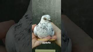 Portuguese Tumbler, Cambalhota Português  #pigeon #viral