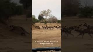 African Wild Dogs Hunting Civet #safari #animals #wildlife