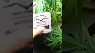 Dutch Passion product review : Banana Blaze Auto