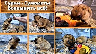 Сурки - Сумоисты: Вспомнить всё! Marmots - Sumo wrestlers. Engl subs