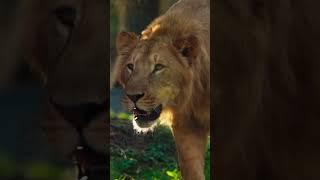 MP boosts wildlife efforts inspired by Anant Ambani #Vantara #anantdadadt #anantambanidt