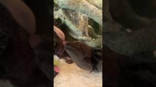 Feeding Axolotls Pinky and Shadow. Catching worm on air. ️ #feeding #axolotl