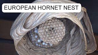 EUROPEAN HORNET NEST - LÓDARÁZS FÉSZEK