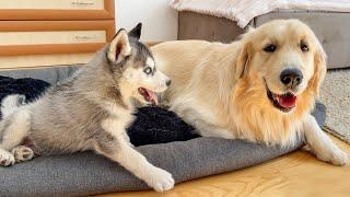 Golden Retriever's Reaction to a Husky Puppy Occupying His Bed!