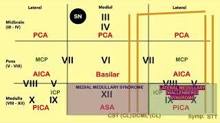 Brain Stem Lesion Mnemonic - CRASH! Medical Review Series