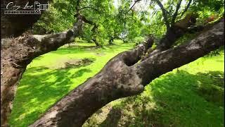 Cruising the trees of Hacienda Feria in Brgy.Aranda | Hinigaran Negros Occidental