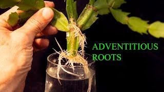 01 10 Adventitious Roots