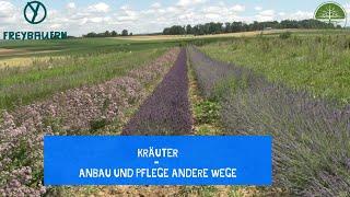 Kräuter | Auch hier gibt es andere Wege | Anbau und Pflege | Freybauern