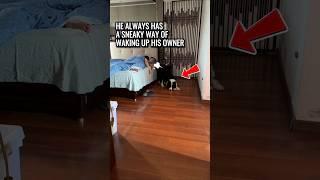 This Dog Truly Never Runs Out Of Tricks