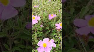 Wild greek CISTUS incanus BIO GReco