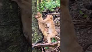 What does it look like?#video #monkey #animals #viralvideo #shorts #hanuman #funny