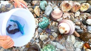 Shell beach. Crystal pebbles everywhere. Rare fish。Squid pearls