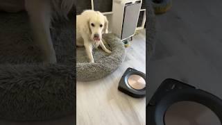 When the Roomba is confused and stressing Luka out @irobot #sendhelp #roomba #pets