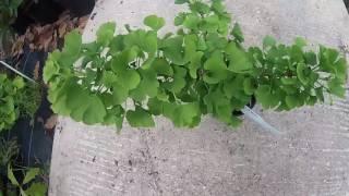 Ginkgo biloba 'Mariken'  1.3L pot at Big Plant Nursery in West Sussex, UK