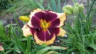 Лилейник Tiger Blood_ Daylily (Hemerocallis 'Tiger Blood')_video 2