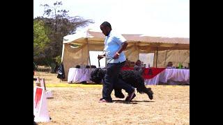 BLACK RUSSIAN TERRIER DOG BREED