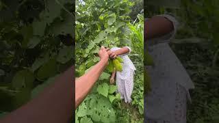 Spiny Gourd Farming | Organic spiny Gourd Hervesting  