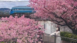 搭海景觀光列車到靜岡賞櫻一日遊Saphir踴子號ODORIKO開箱、綠色頭等車廂訂票攻略、靜岡河津櫻、必吃粉紅櫻花鯛魚燒｜靜岡自由行｜實彩子Misako