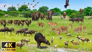 4K African Animals: Survive the Wild | 4K Wildlife/4K TV: 4K Nature Africa Documentary Film